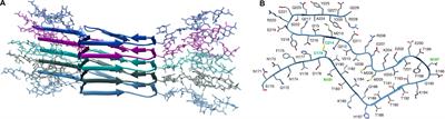 Modeling PrPSc Generation Through Deformed Templating